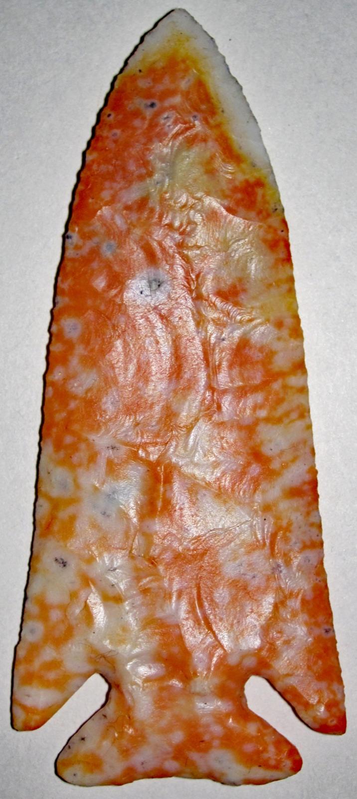Agatized coral from Florida with the polyp structure visible across the face