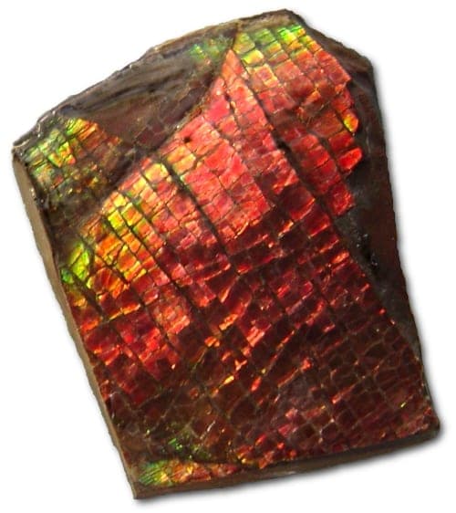 Ammolite fossil