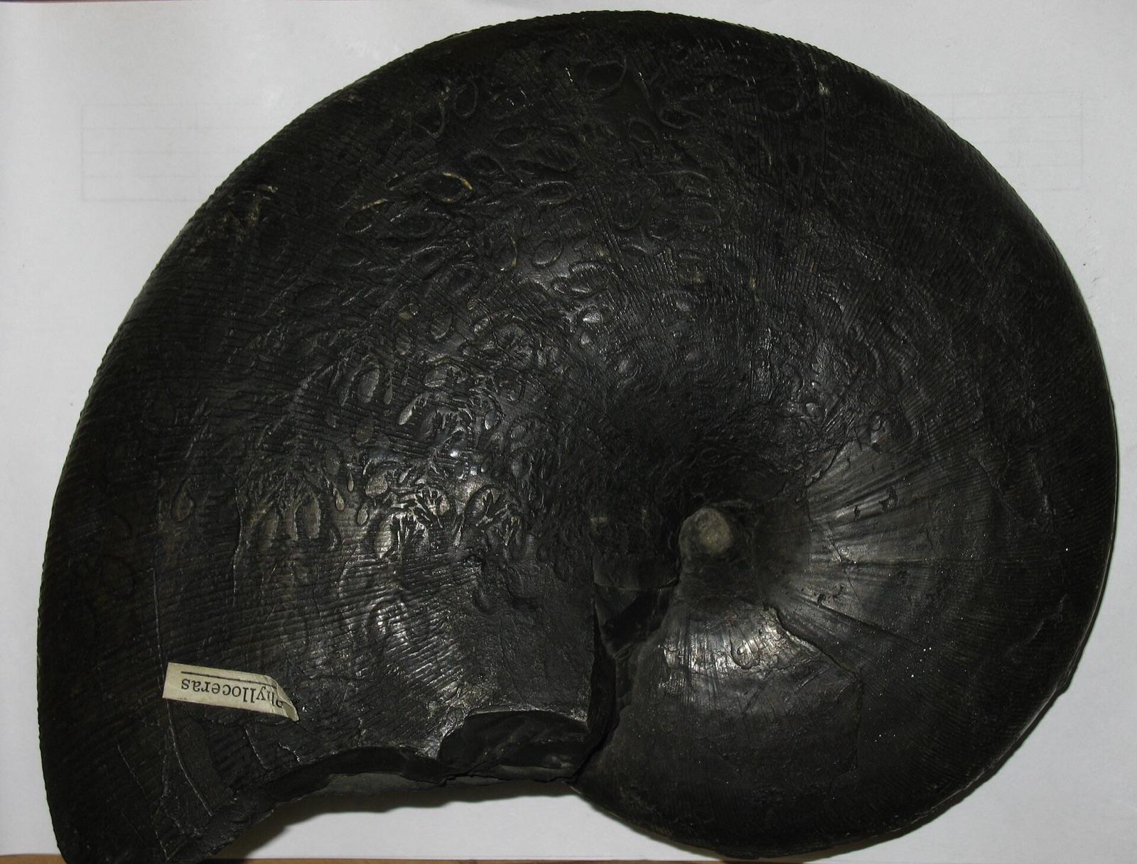 Large ammonite showing the flat spiral coil and ribbing across the whorls