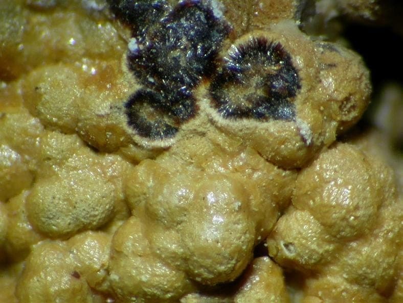 Atencioite mineral