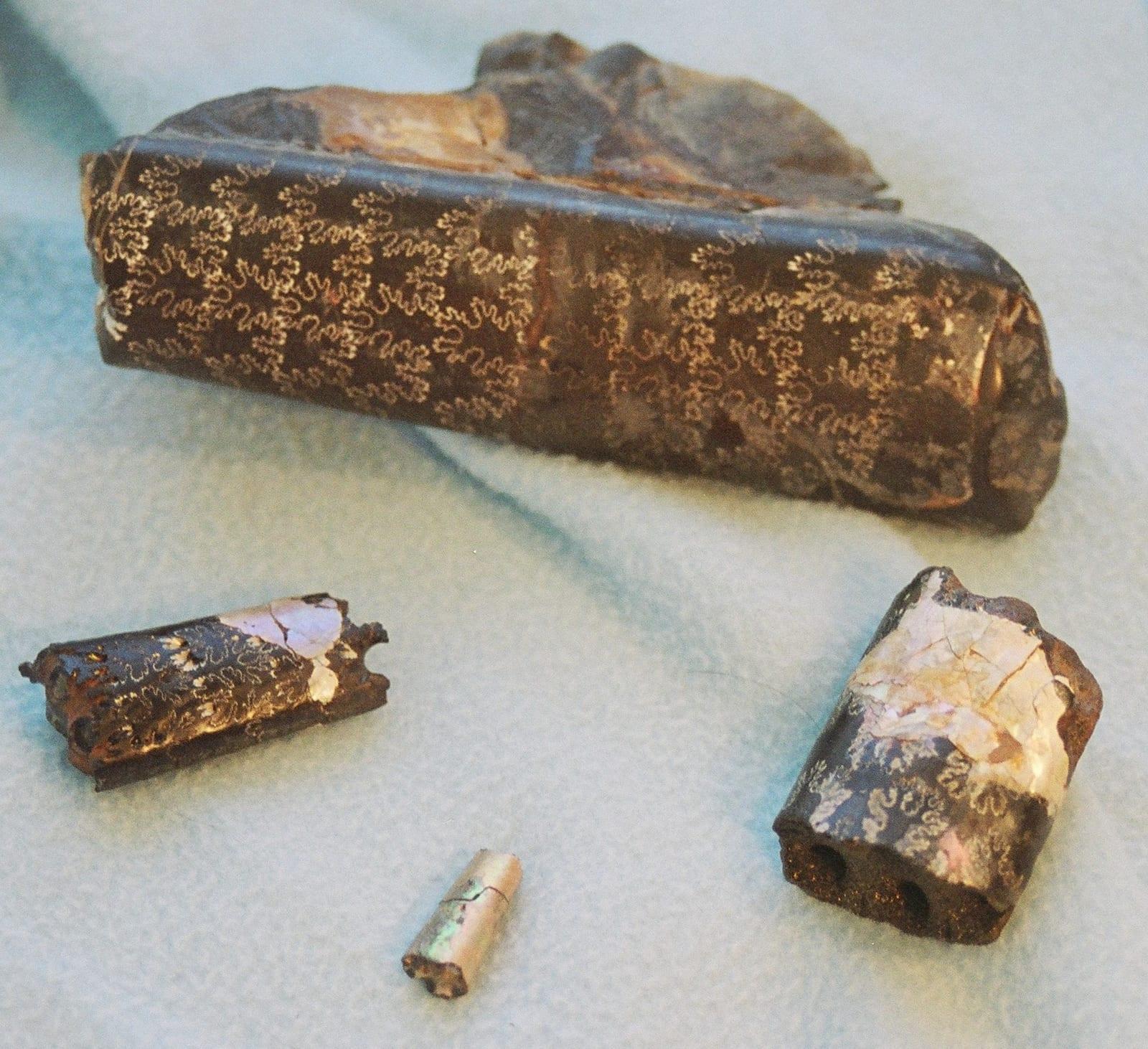 Baculite fossil