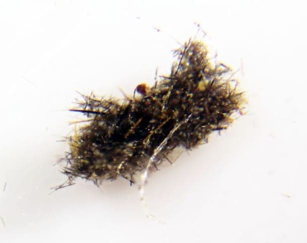 Bannermanite mineral