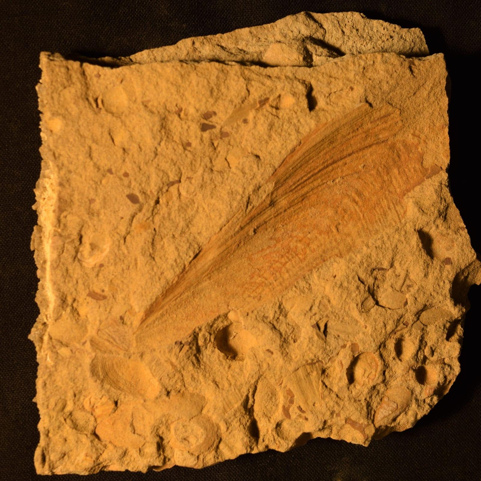 Bivalve Fossil fossil