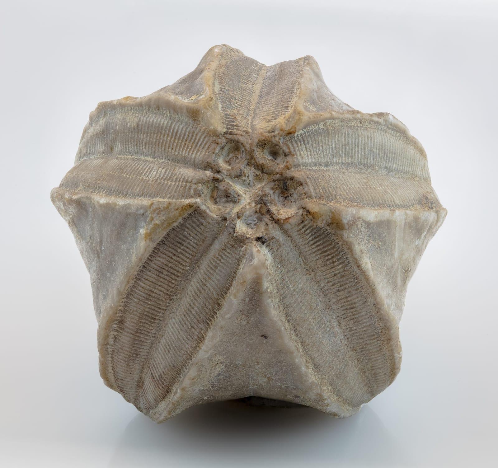 Blastoid fossil
