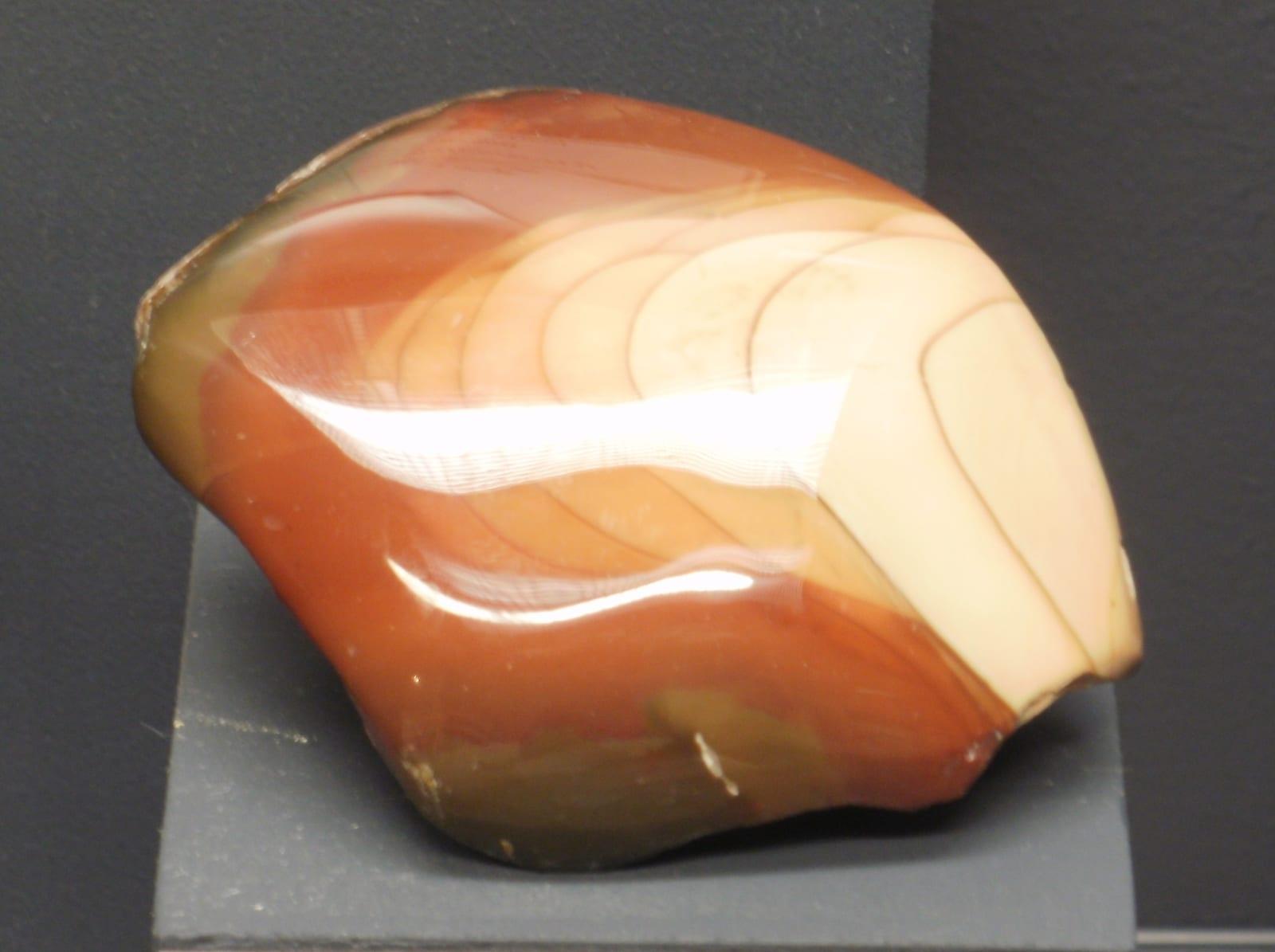 Bruneau Jasper fossil
