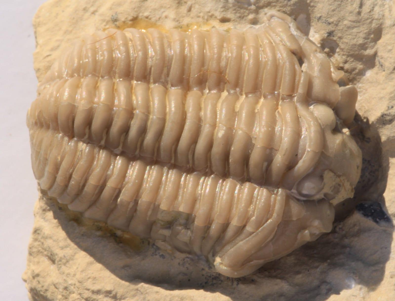 Calymene fossil
