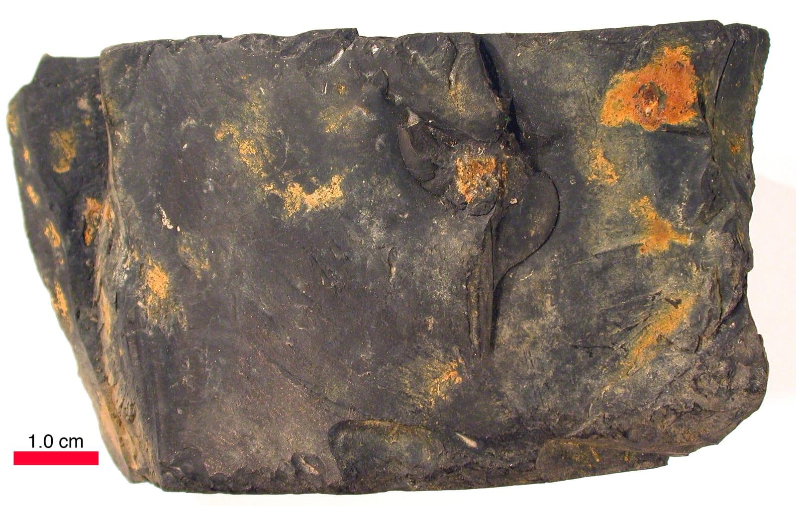 Cannel Coal sedimentary
