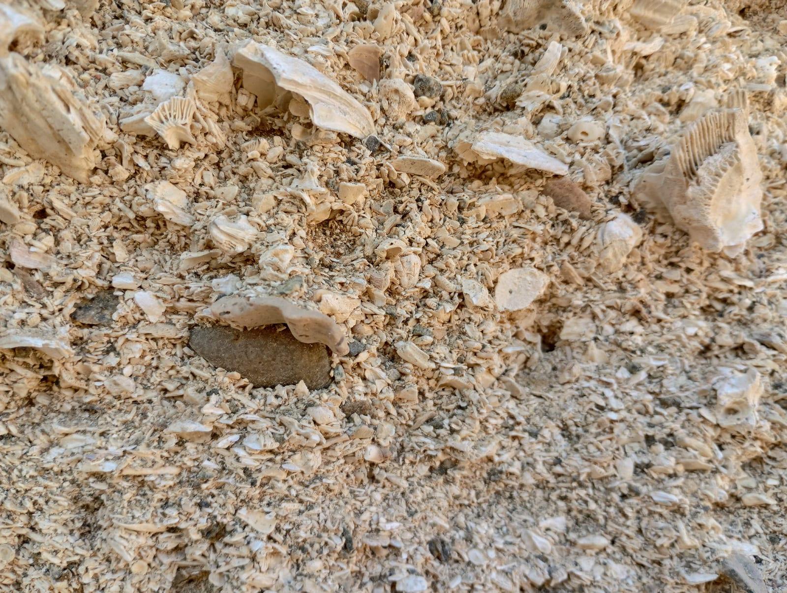 Coquina sedimentary