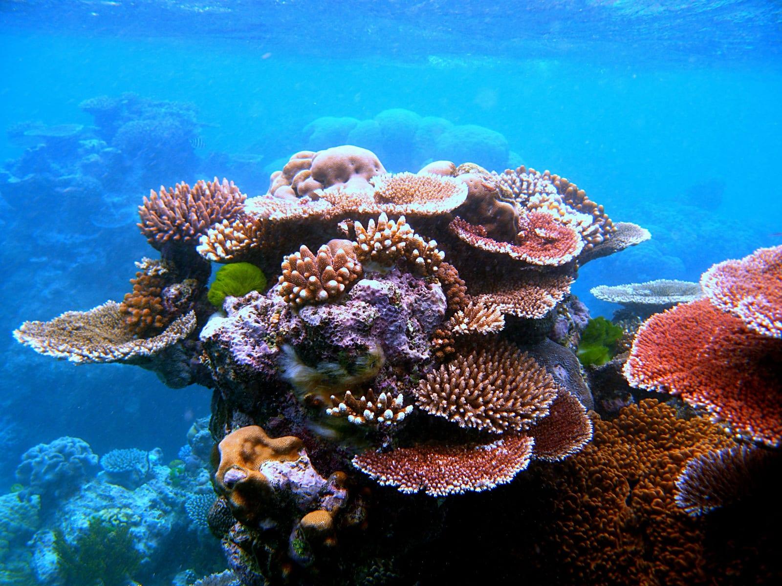 Coral fossil