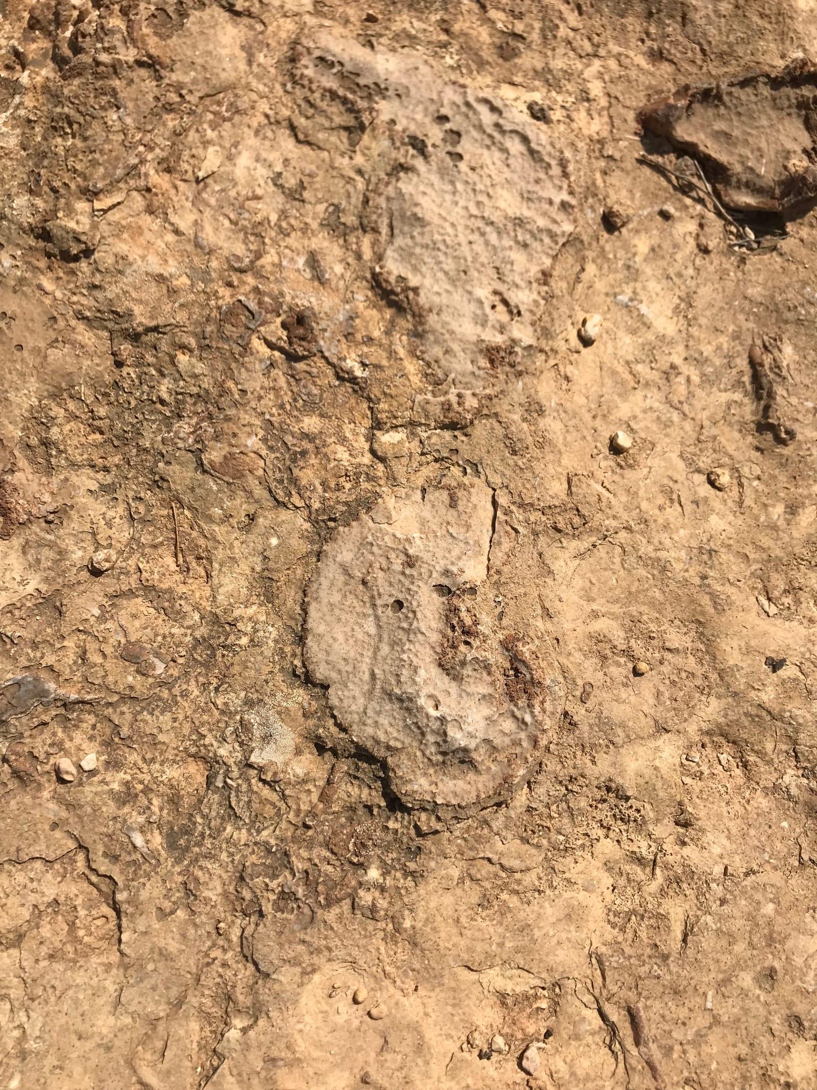 Coral Fossil fossil