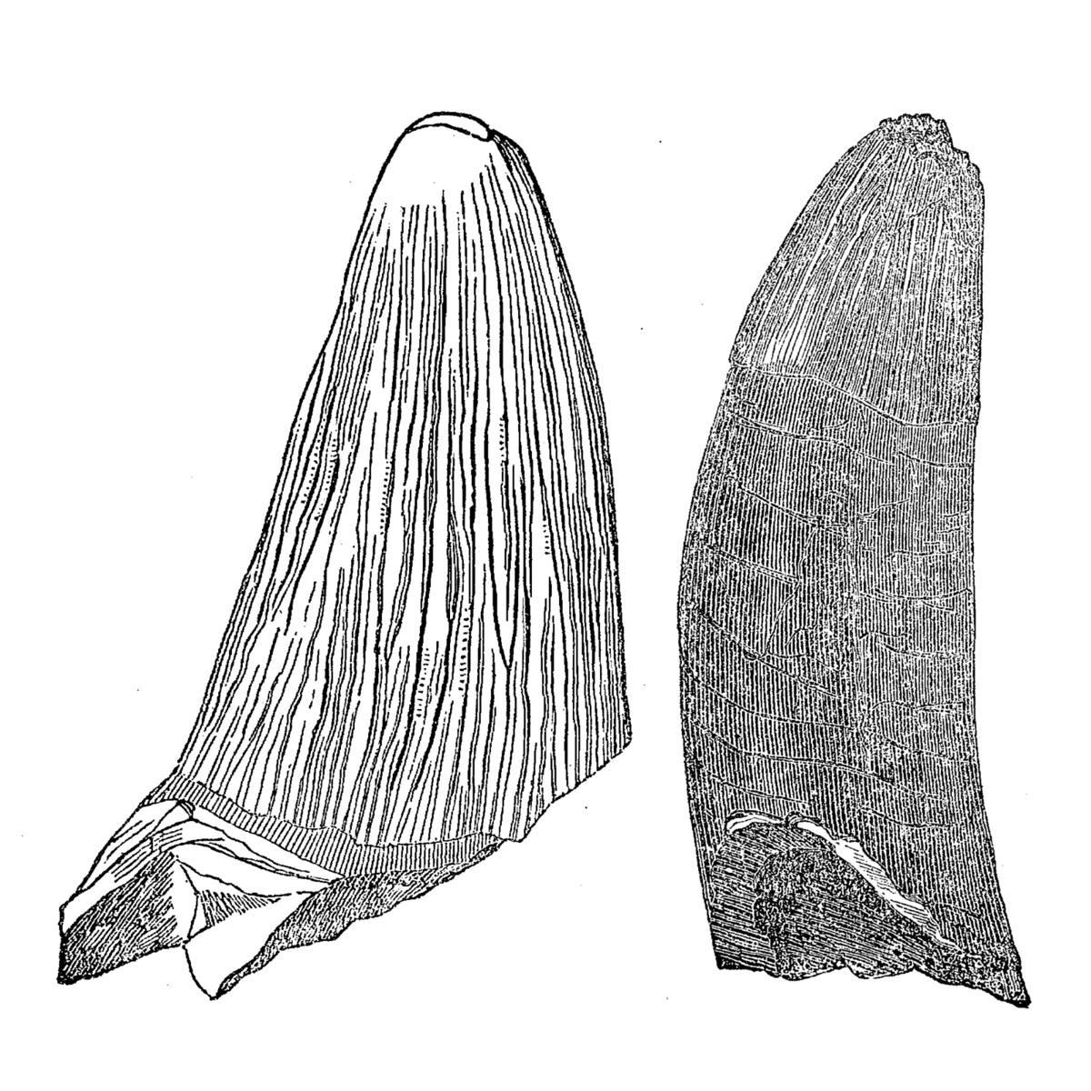 Crocodile Tooth gemstone