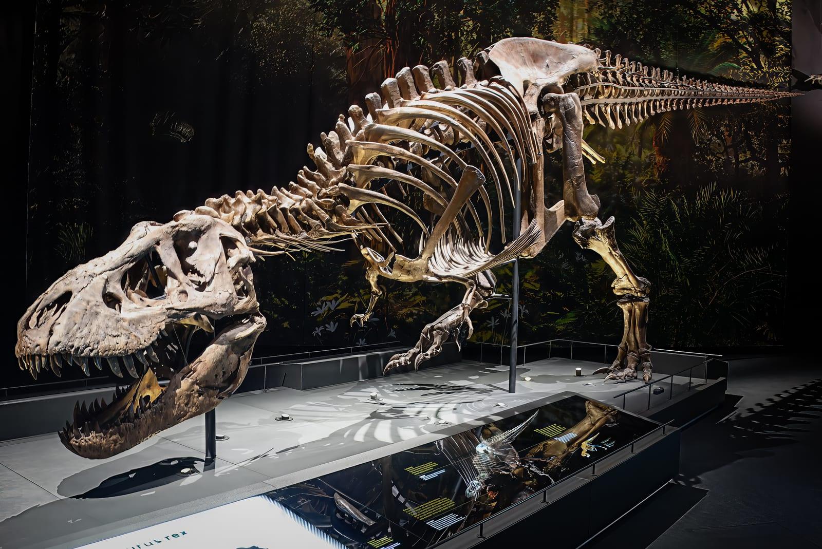 Dinosaur Bones fossil — Trix (dinosaur)   Wikipedia