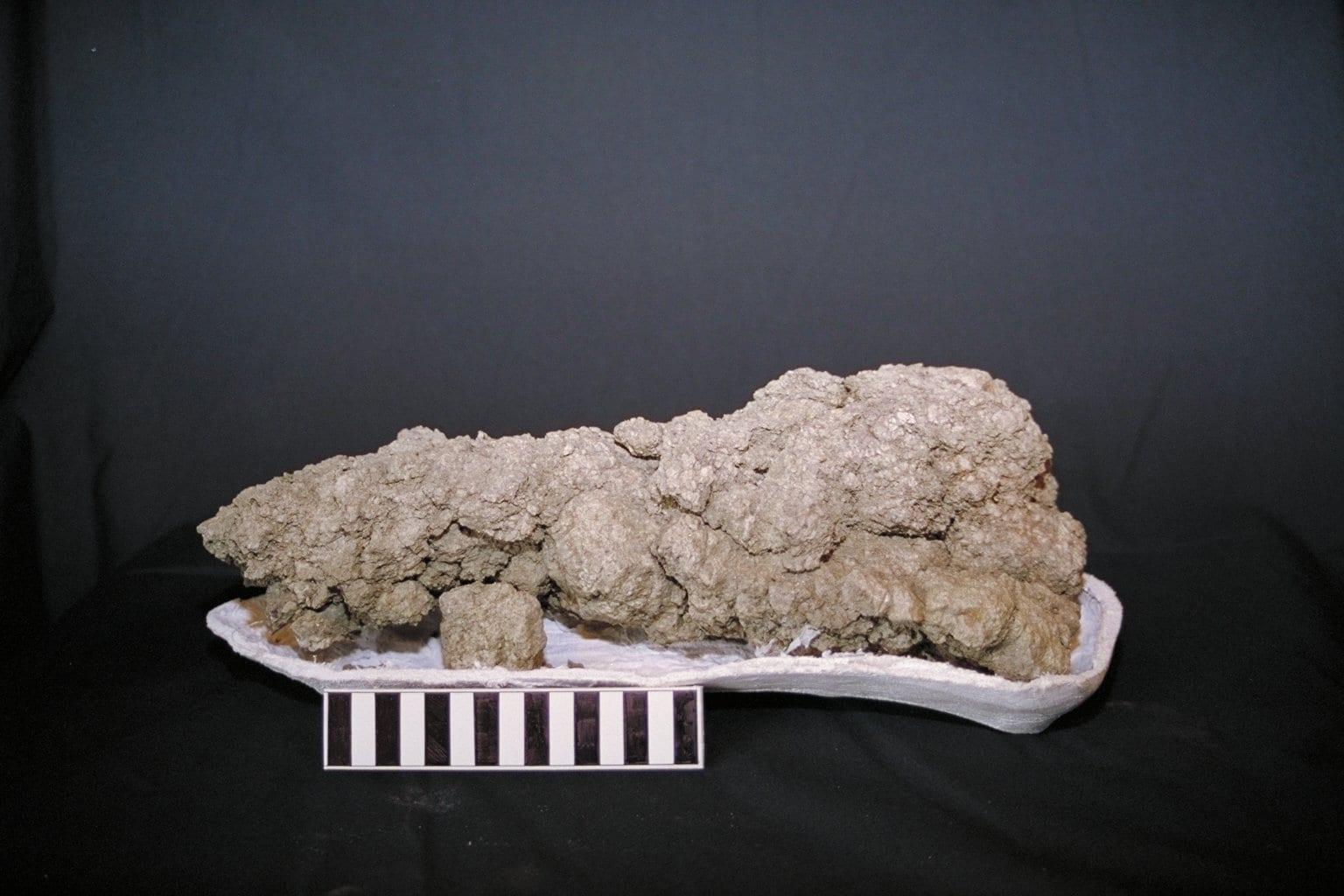 Dinosaur Coprolite fossil — Coprolite