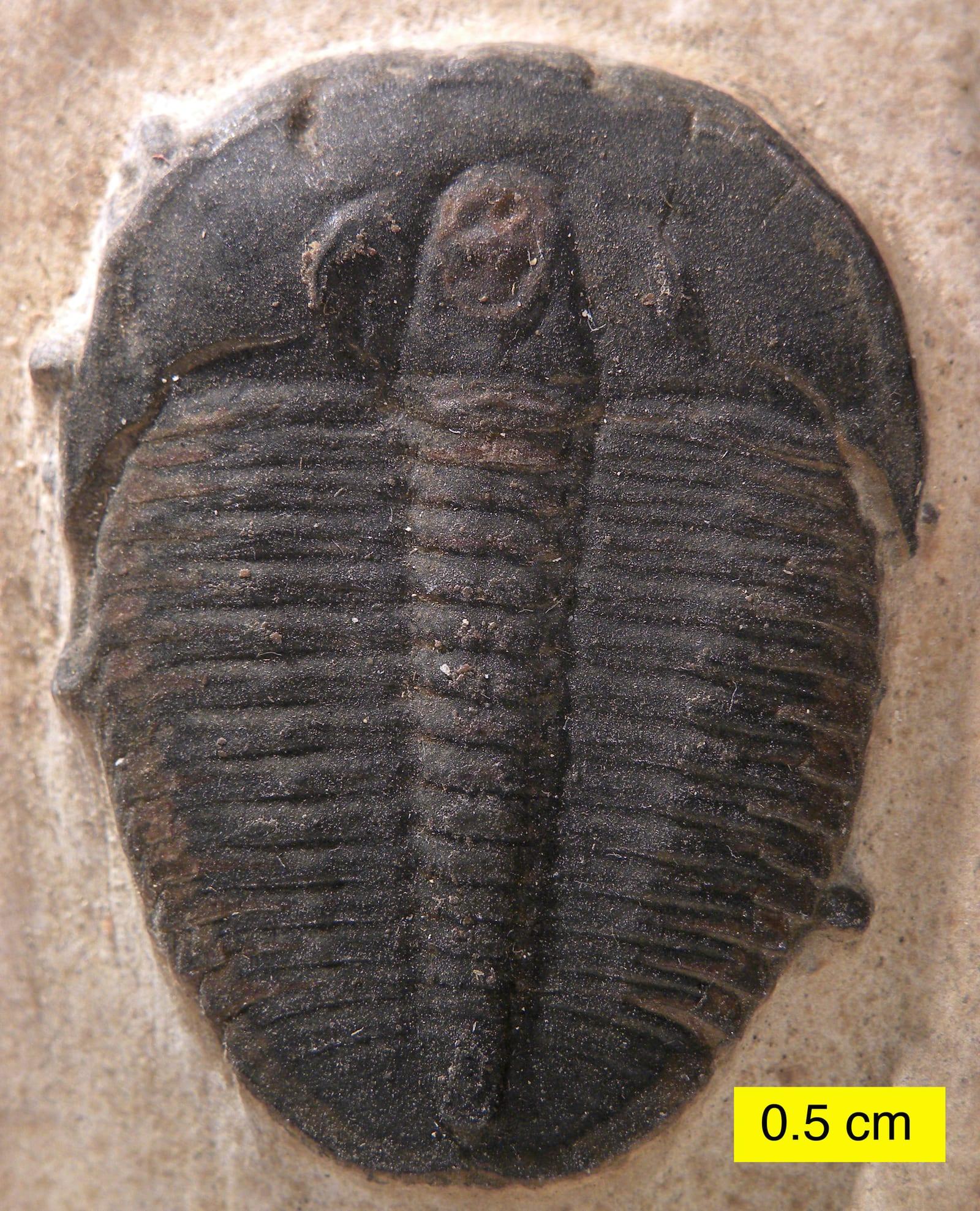 Elrathia fossil