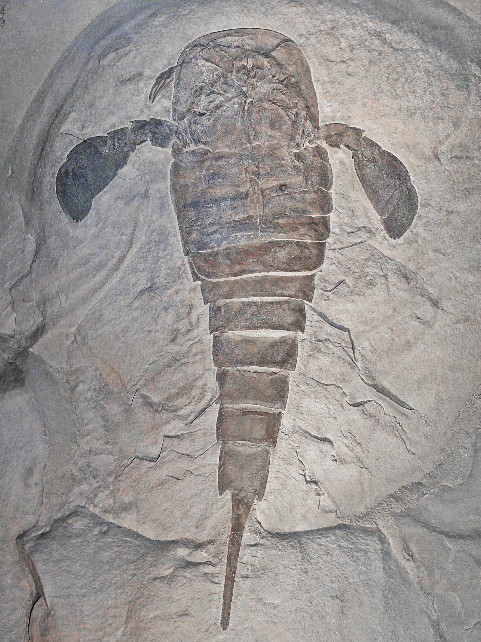 Eurypterid fossil