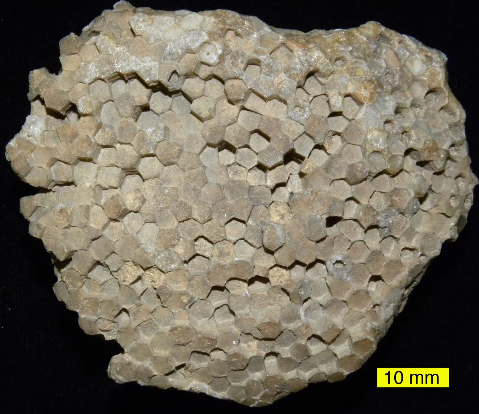 Favosites fossil