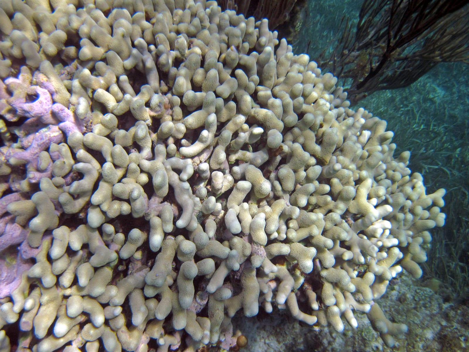 Finger Coral fossil — Porites furcata   Wikipedia