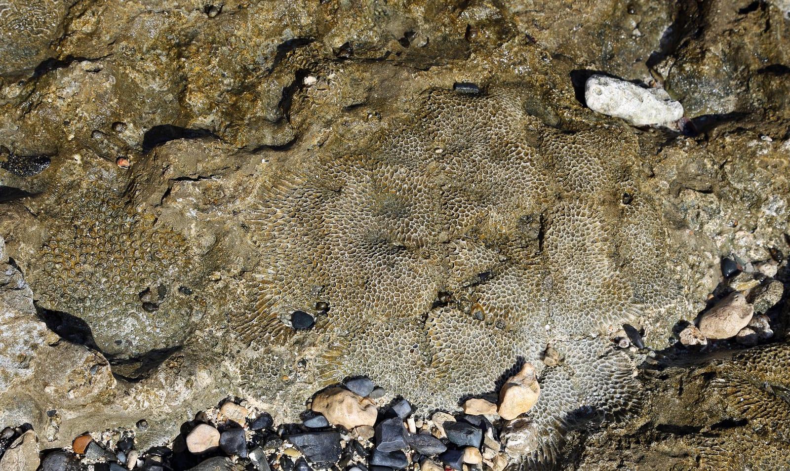 Fossil Coral fossil
