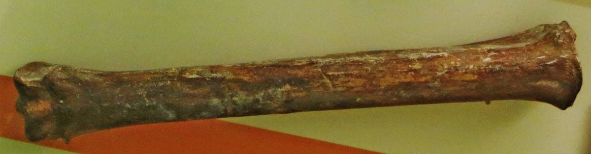 Fossilized Horse Bones