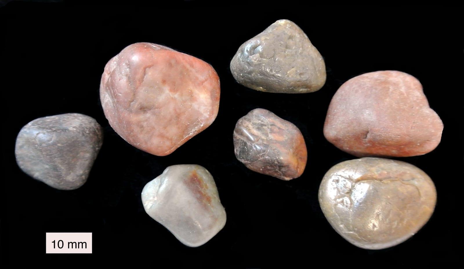 Gastroliths fossil
