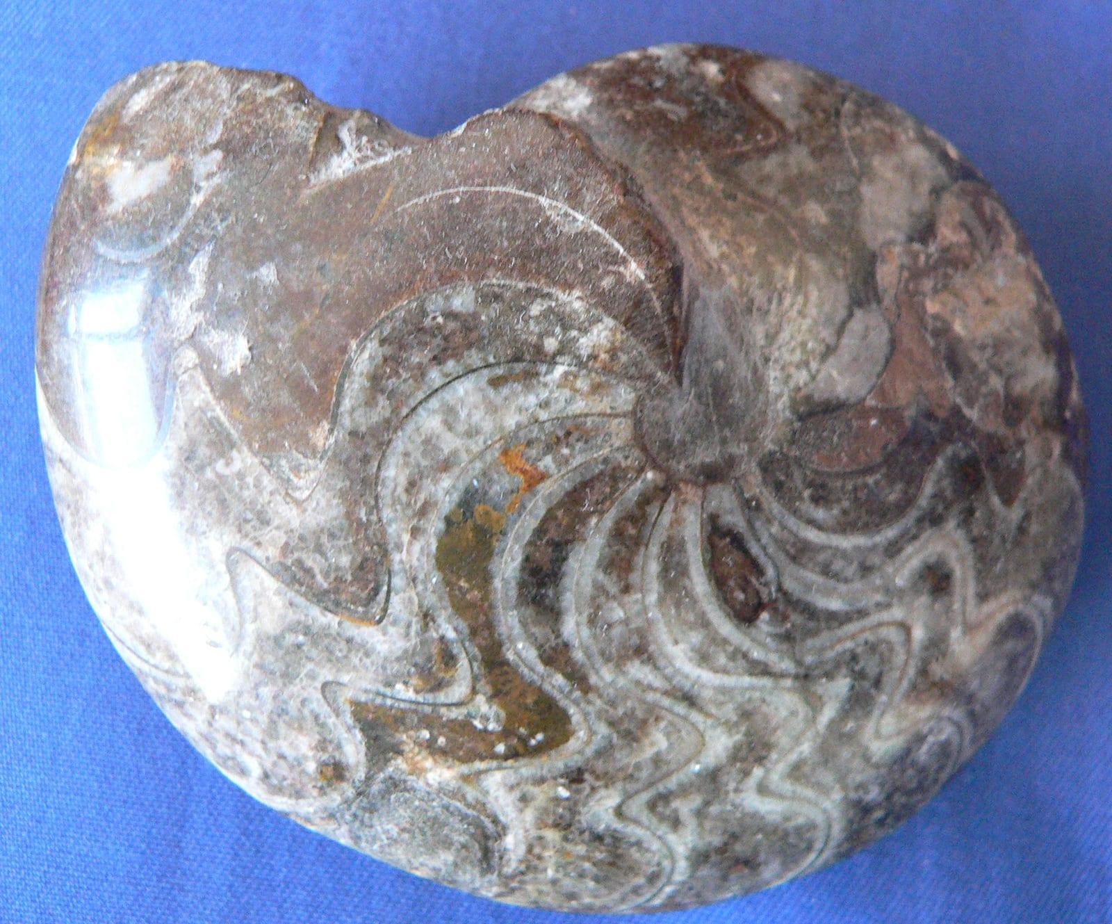 Goniatite fossil