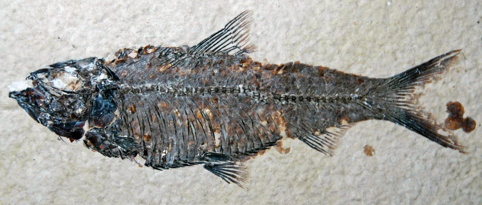 Knightia fossil