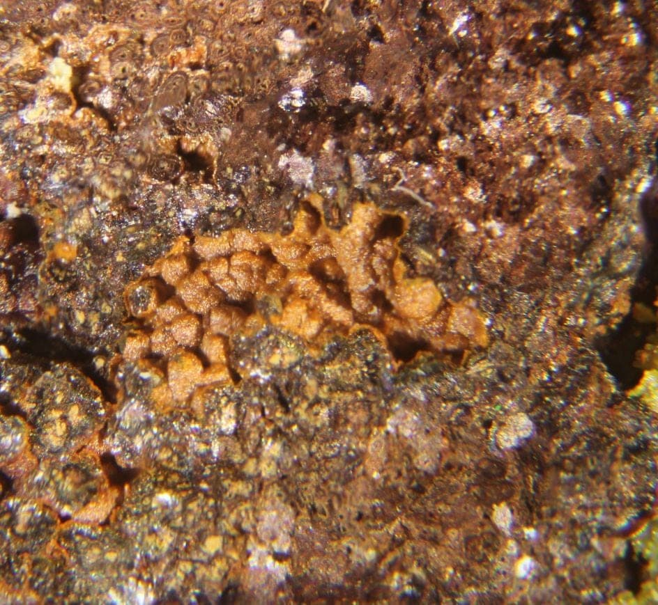 Kuranakhite mineral