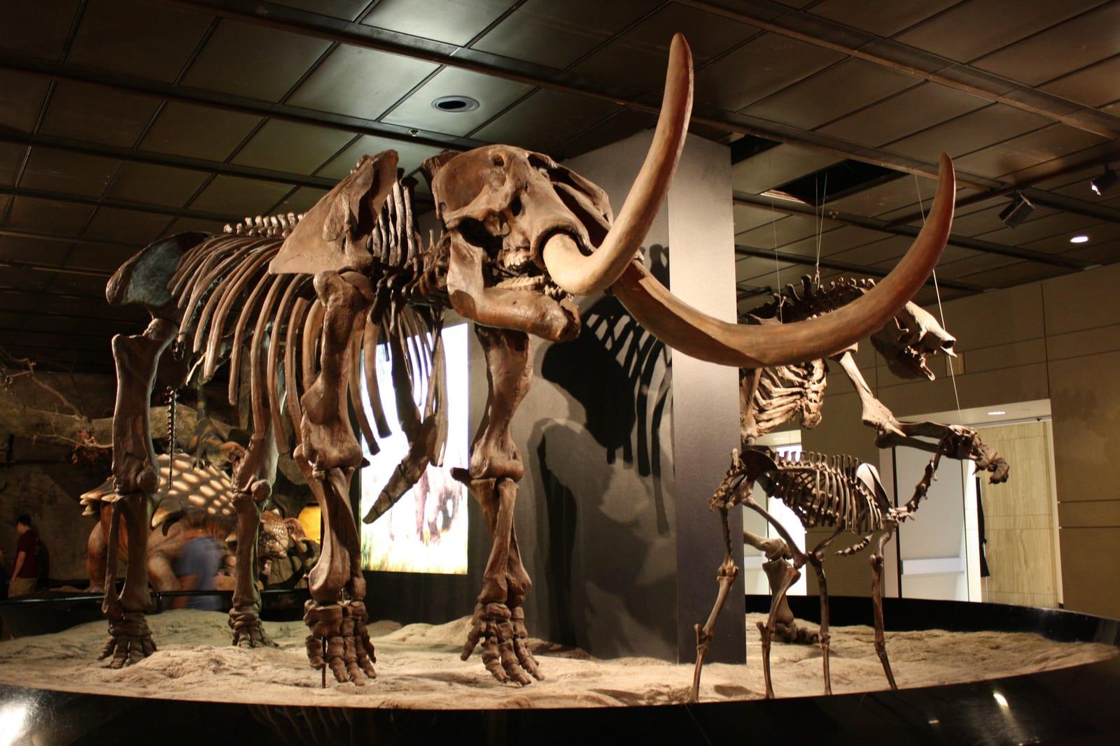 Mastodon Tooth fossil — WLA hmns Mammut americanum
