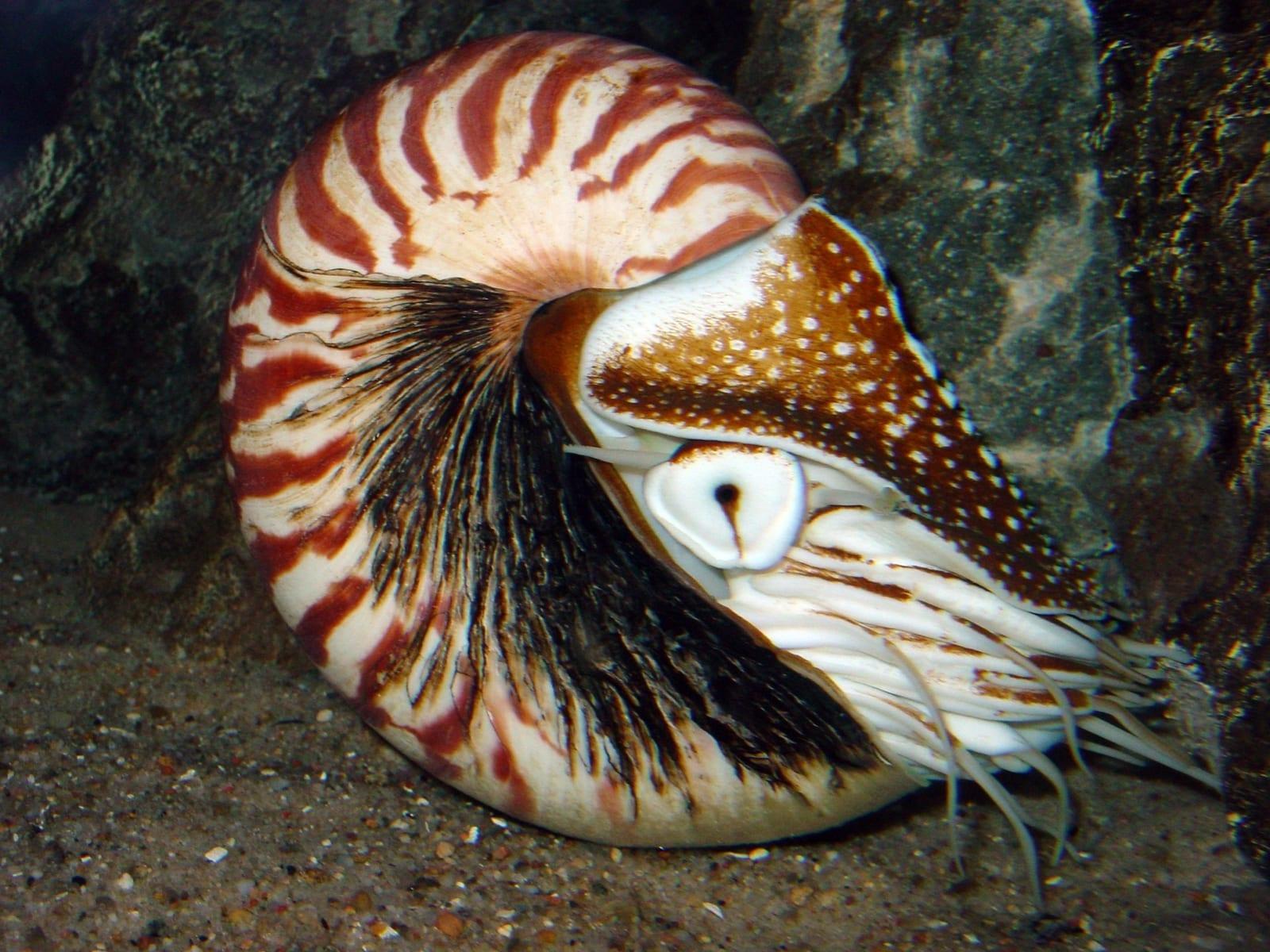 Nautiloid fossil