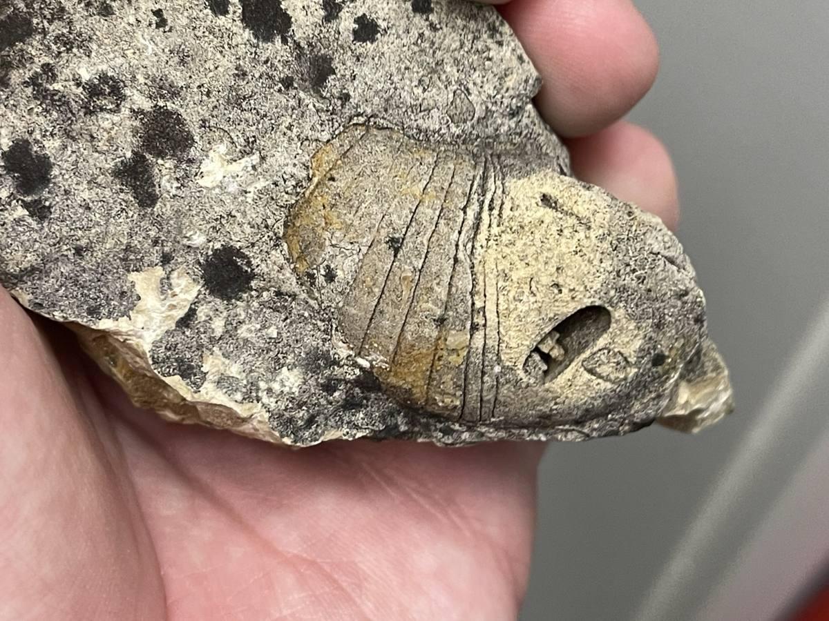 Nautiloid gemstone