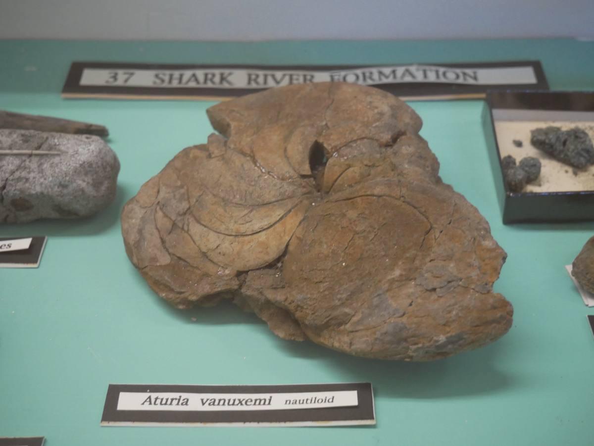 Nautiloid gemstone