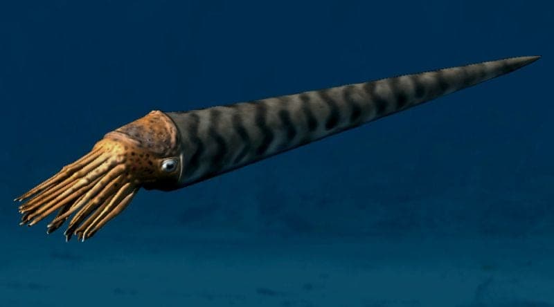 Orthoceras fossil