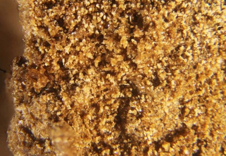 Oxammite mineral