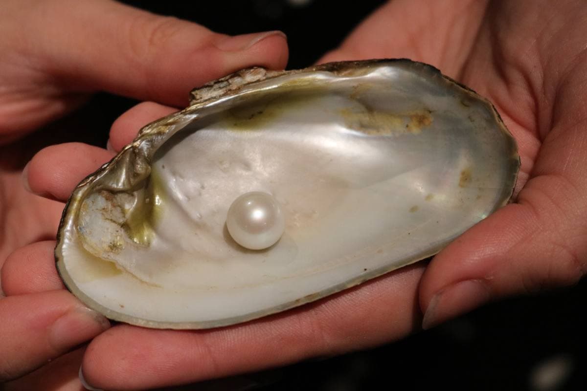 Pearls gemstone