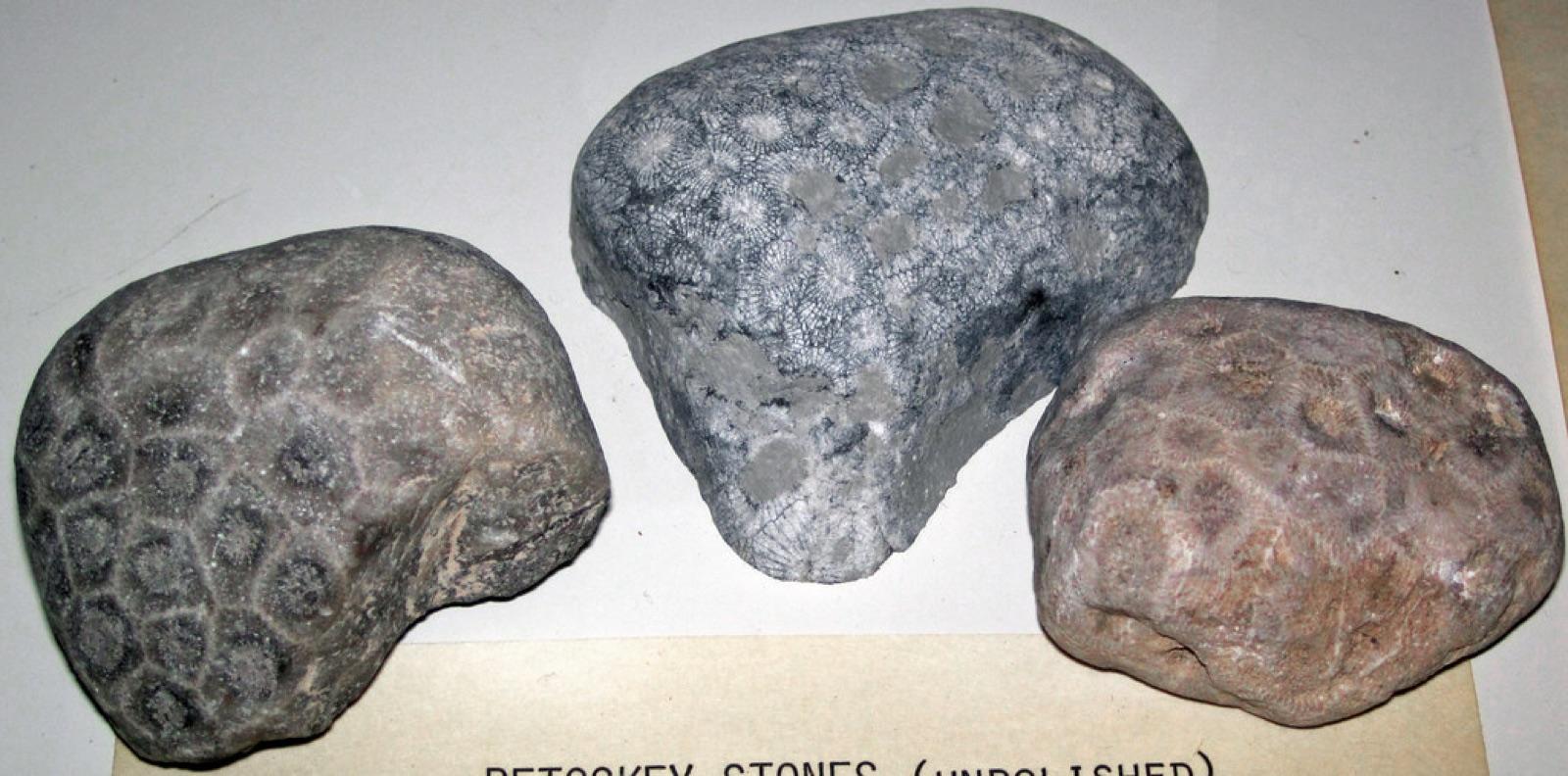 Unpolished Petoskey stones, the plain grey cobbles you actually pick up dry
