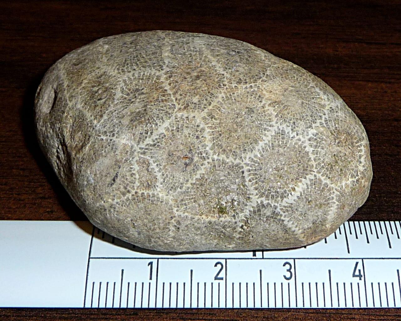 Petoskey Stones fossil — Petoskey stone   Wikipedia