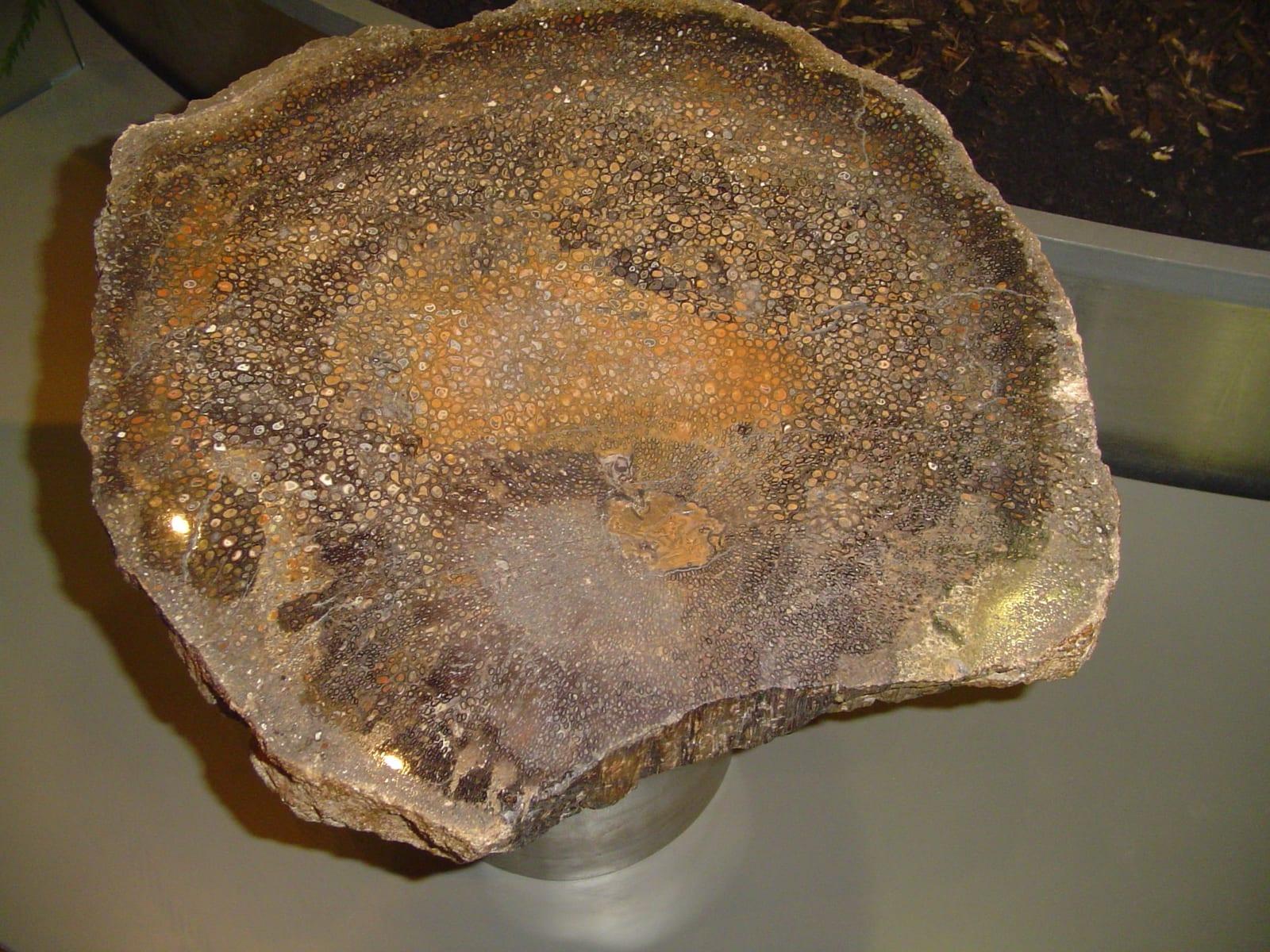 Petrified Palm fossil — Palmoxylon   Wikipedia