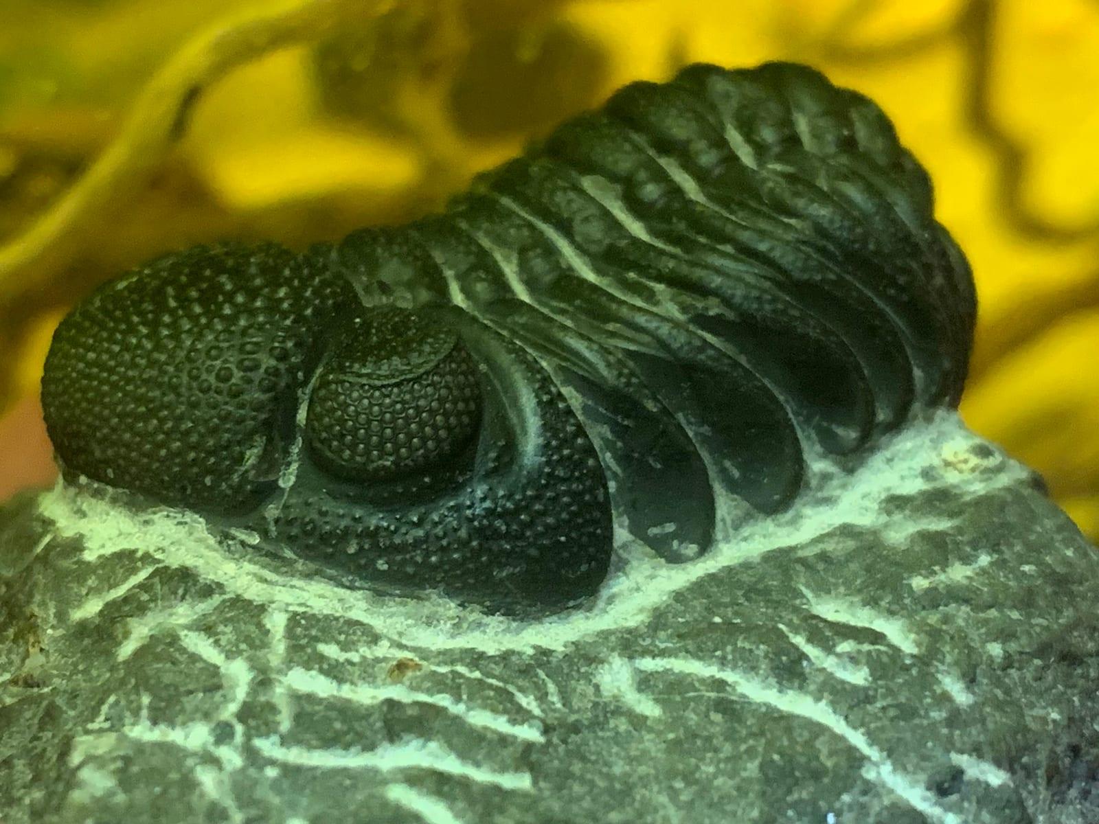 Phacops fossil