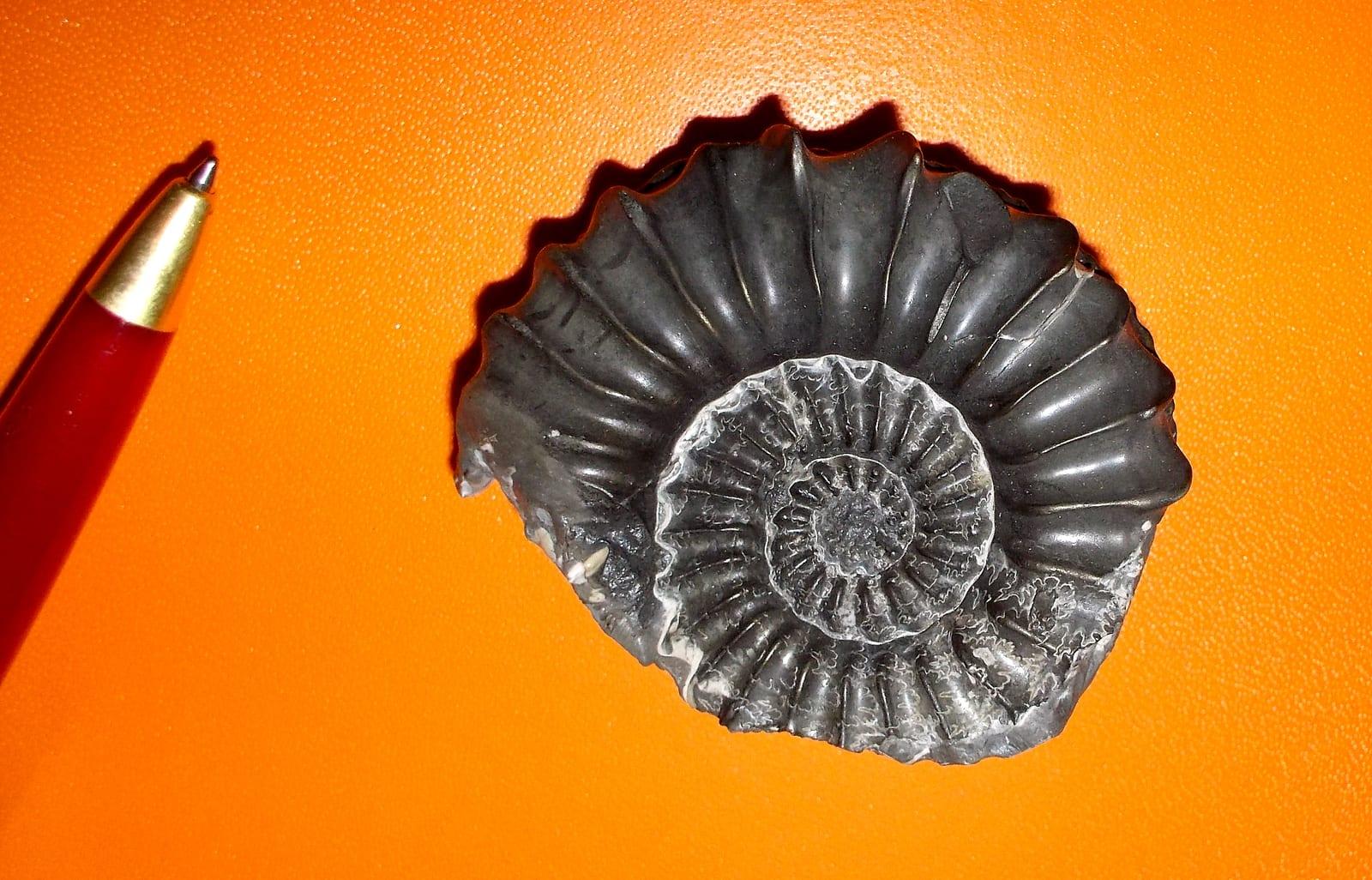 Pyritized Ammonite fossil — Ammonite piritizzata