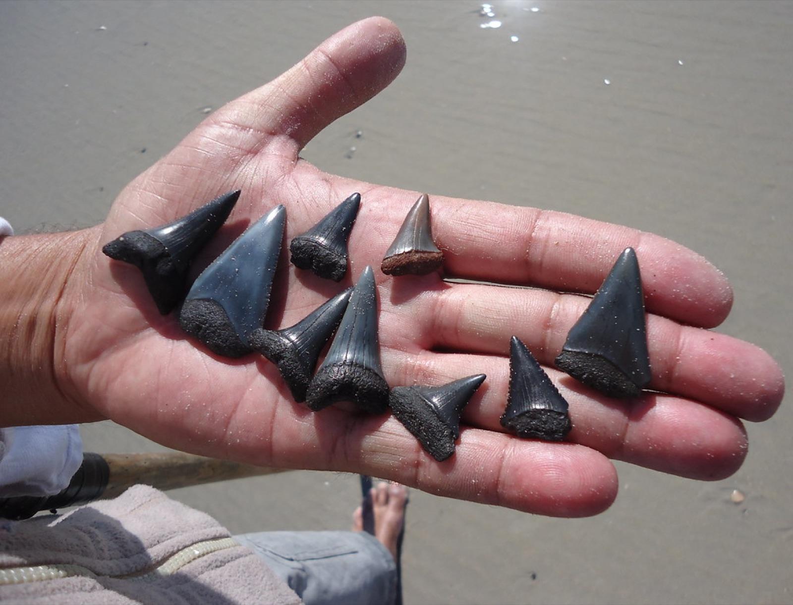 A handful of fossil shark teeth as found, black enamel crowns against a wet palm