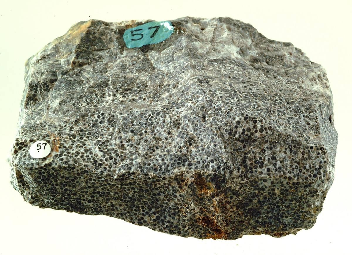 Siliceous Oolite gemstone