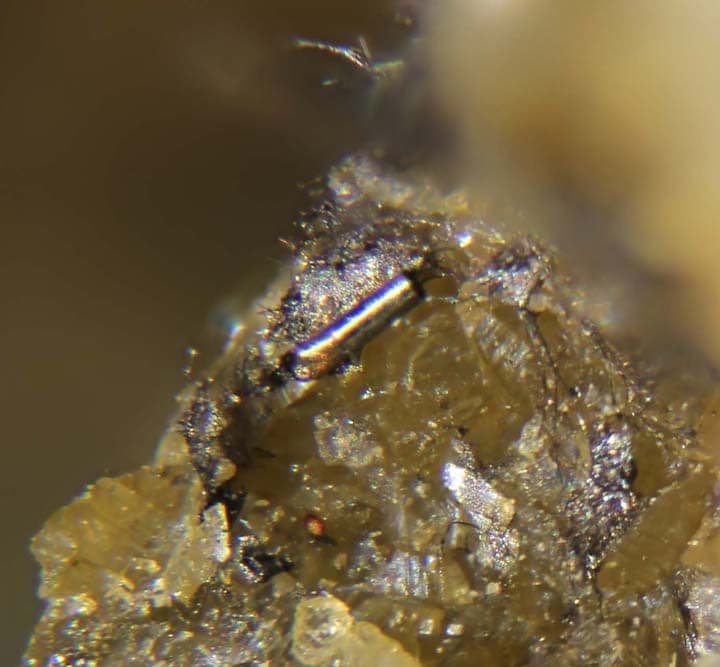 Tubulite fossil