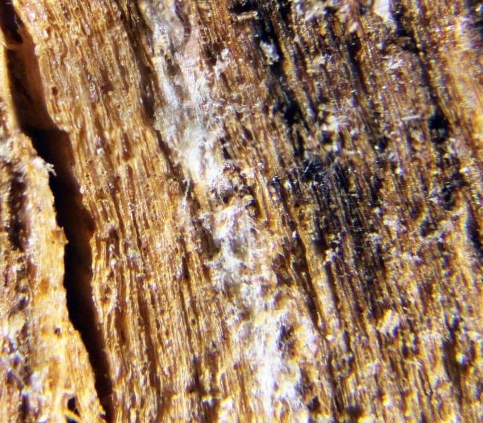 Wampenite mineral