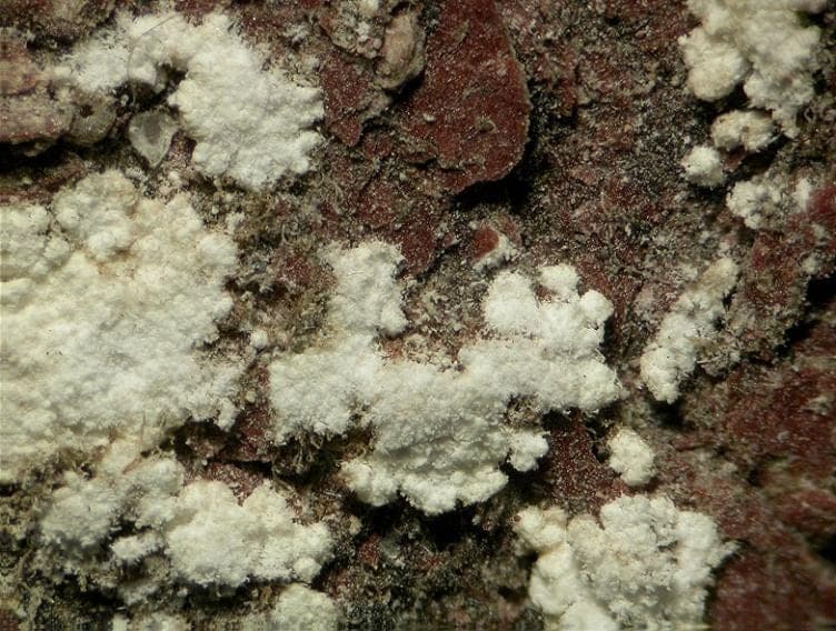 Weddellite mineral