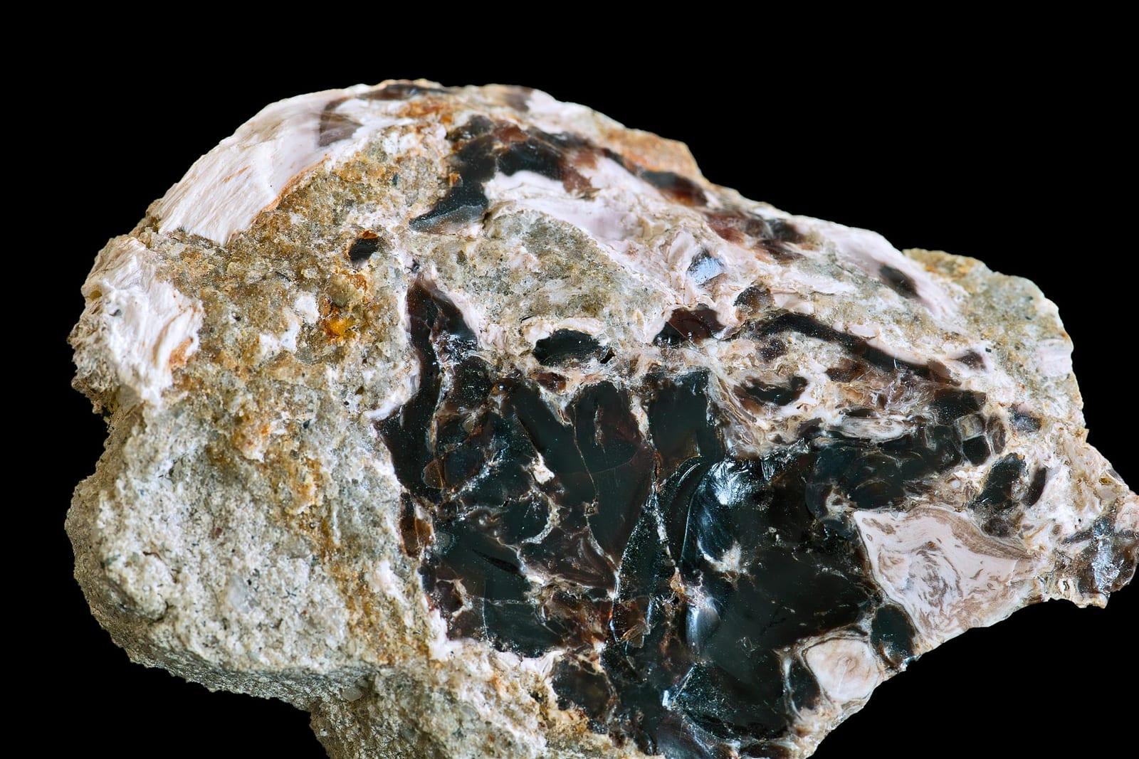 Wood Opal fossil