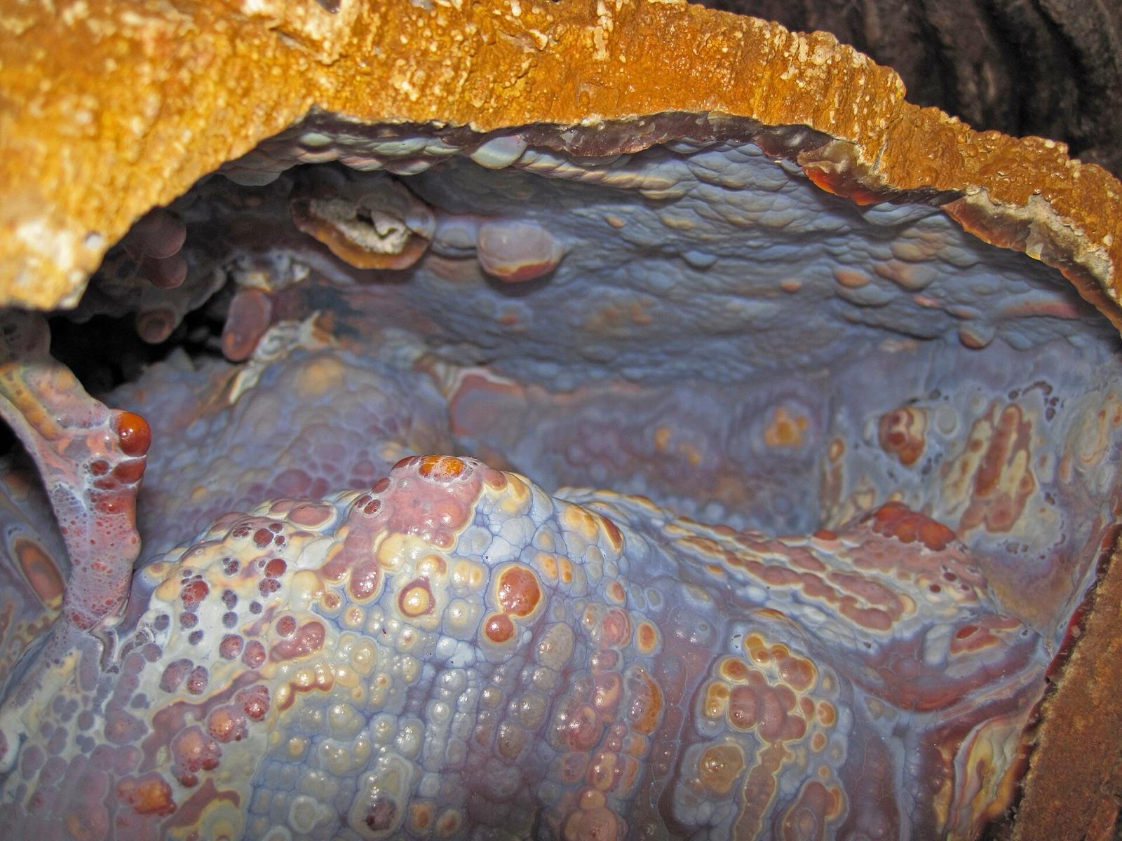 Cut agatized coral with corallites preserved in chalcedony