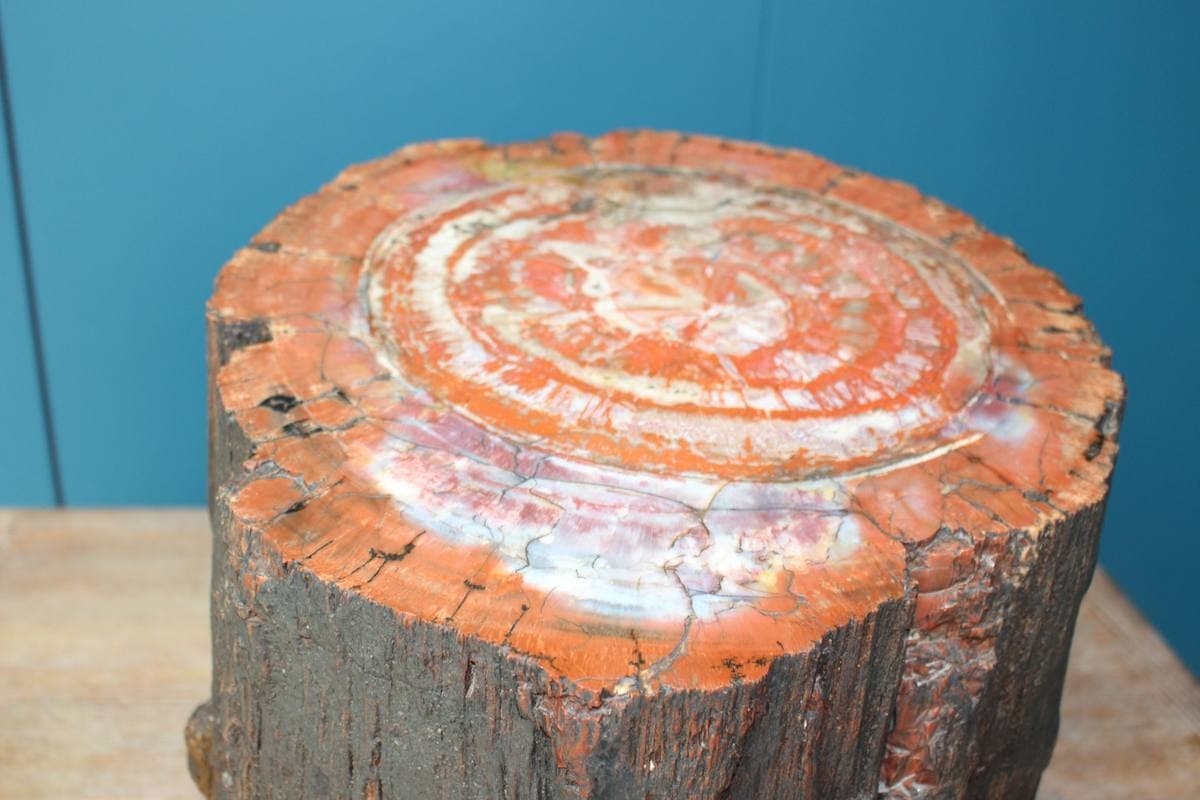 Agatized Picture Wood gemstone