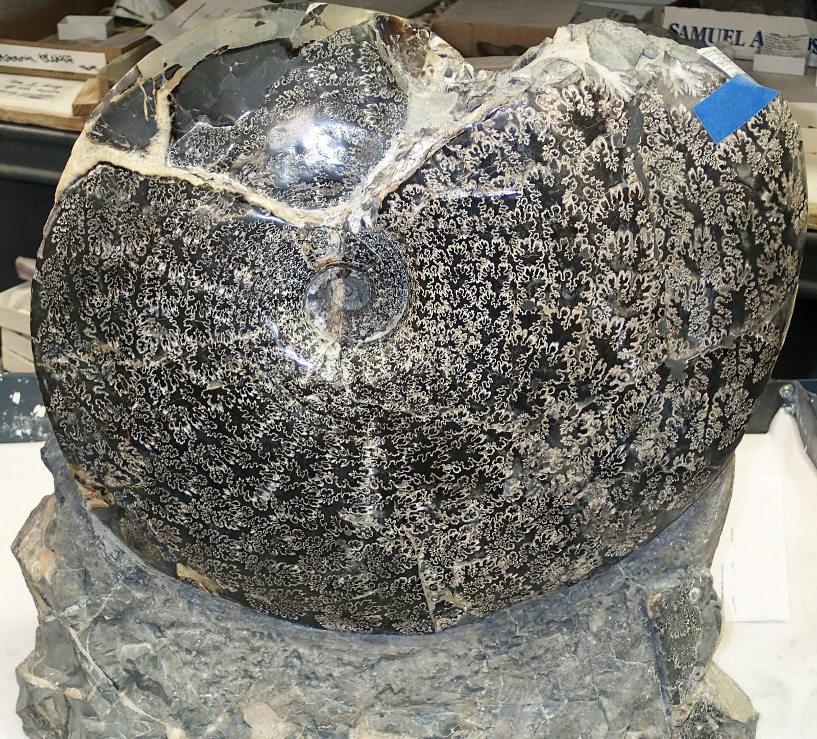 Placenticeras ammonite from the Pierre Shale of South Dakota