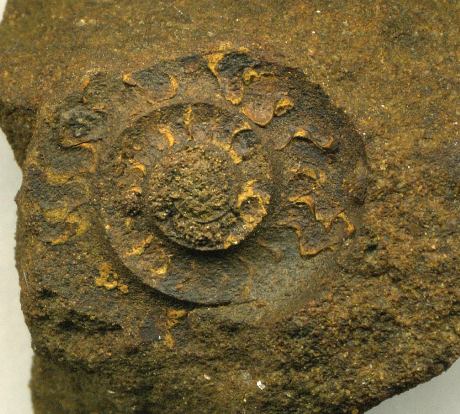 Fossil goniatite weathering out of sandstone rubble