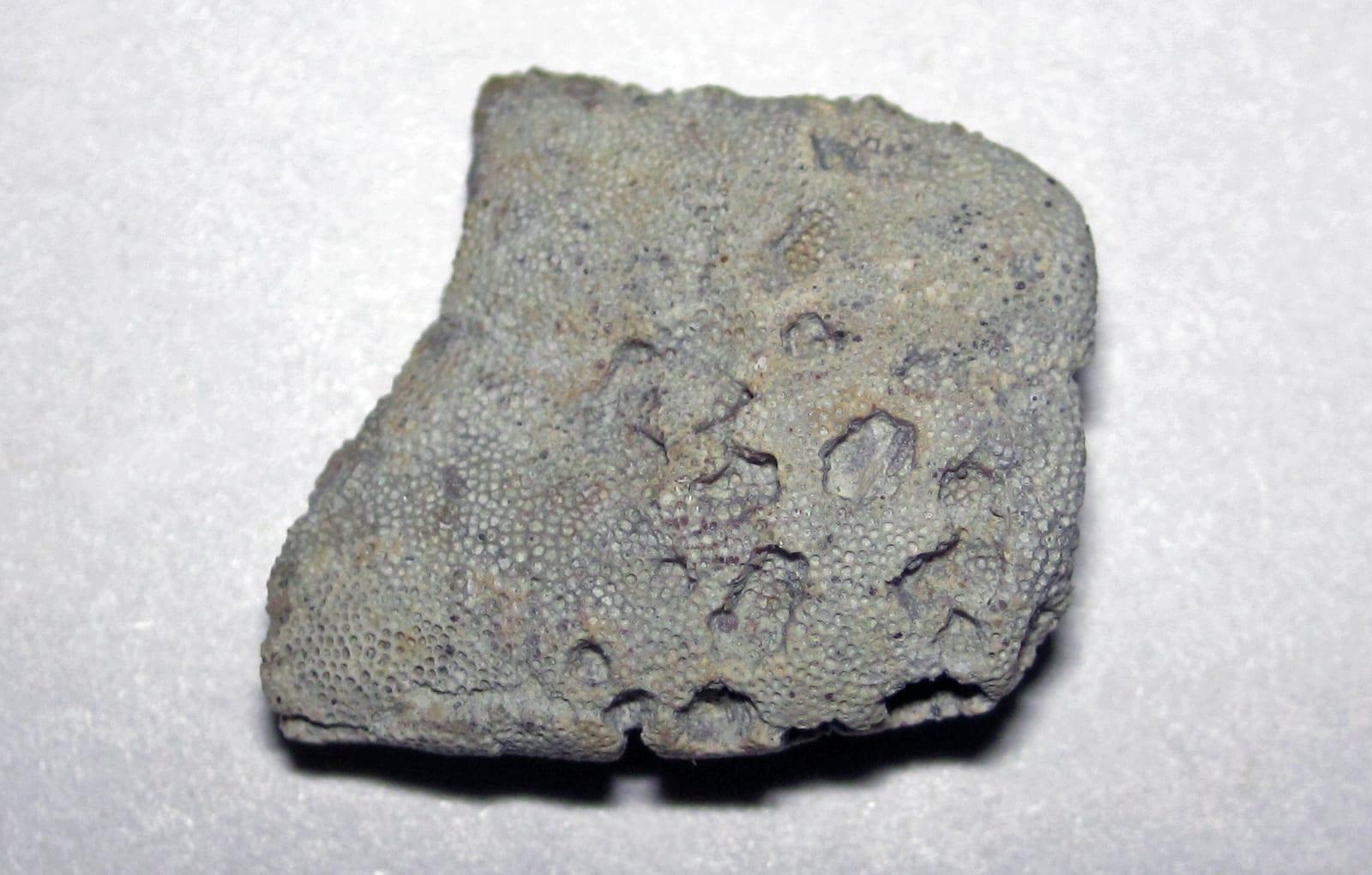 Bryozoan fossil